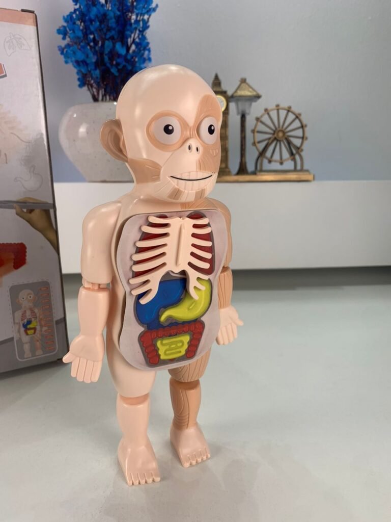 Modèle Anatomique Éducatif pour Enfants