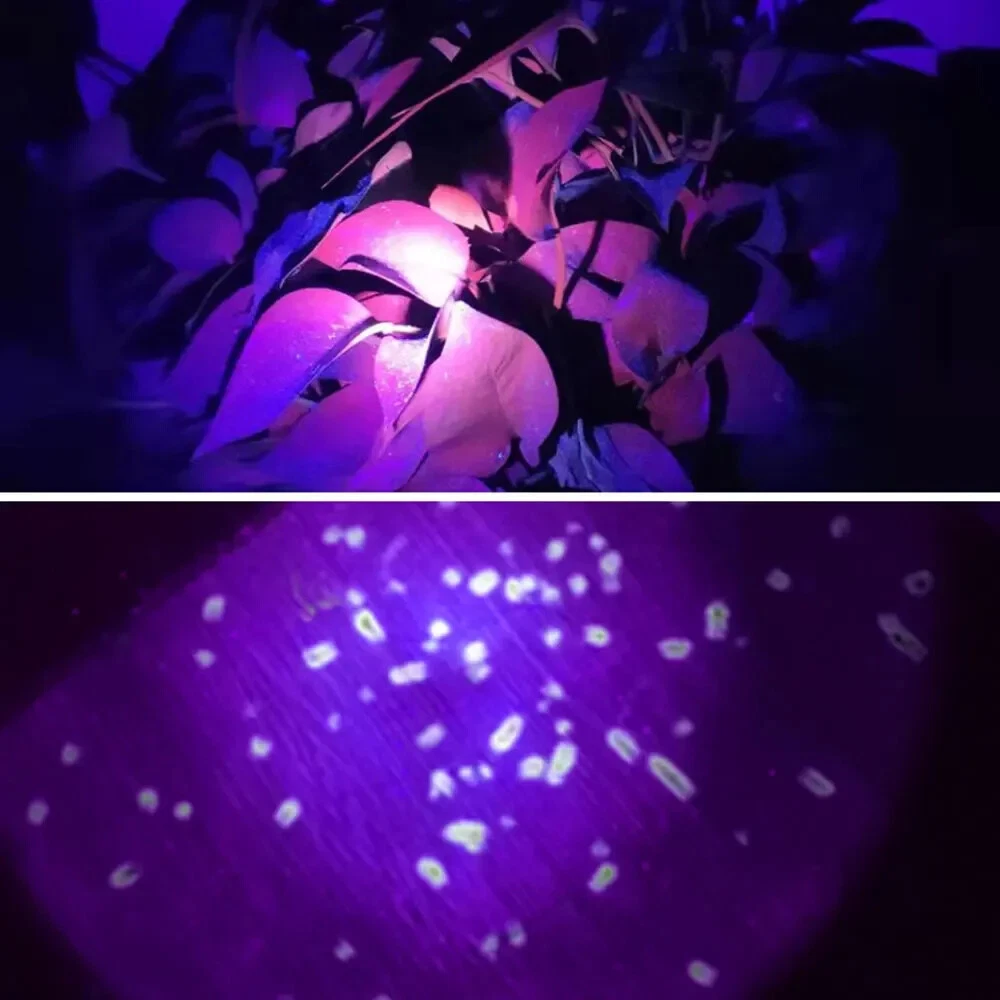 Lampe frontale LED rechargeable SQ-818-UV avec lumière UV – Éclairage mains libres puissant